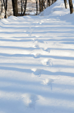 林中雪地树影足迹