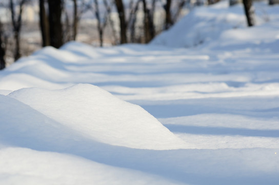 林中雪地树影