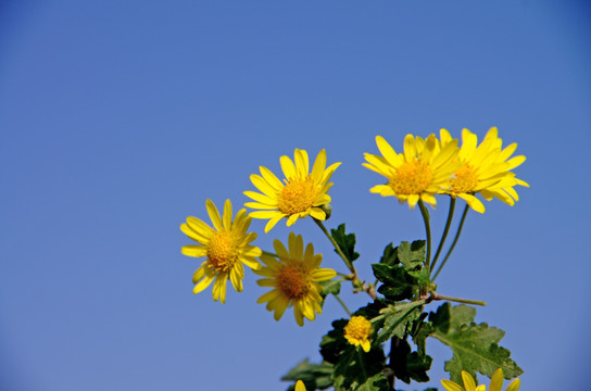 野菊花壁纸