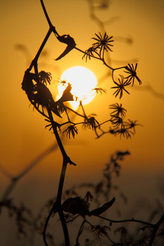 冬天的枯枝和太阳