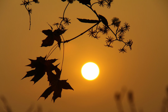 冬天的枯枝和太阳