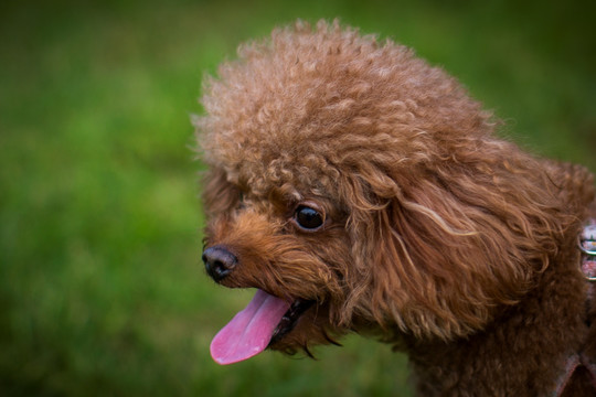 泰迪犬