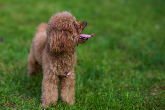 泰迪犬