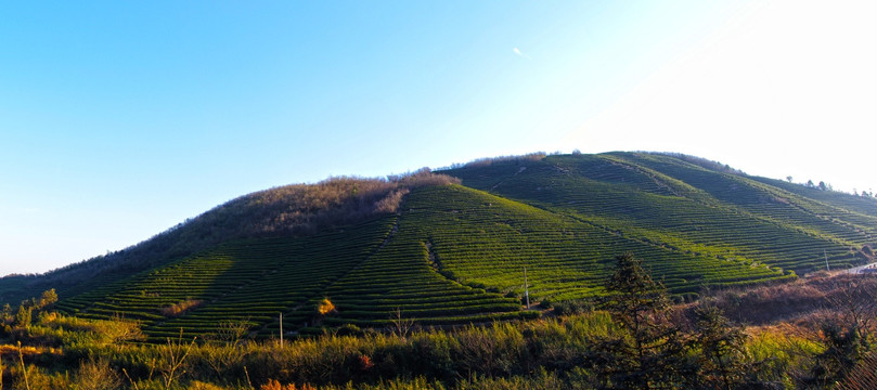 全景 茶园