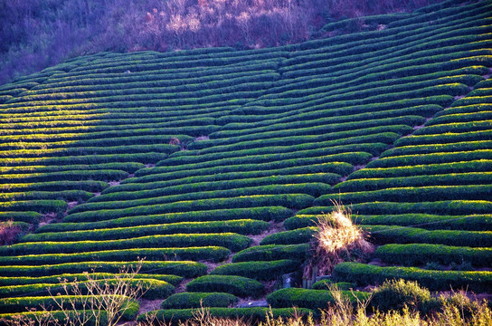 高山茶 绿茶