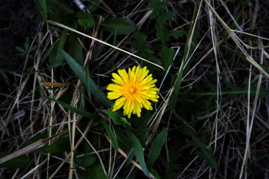 小黄花