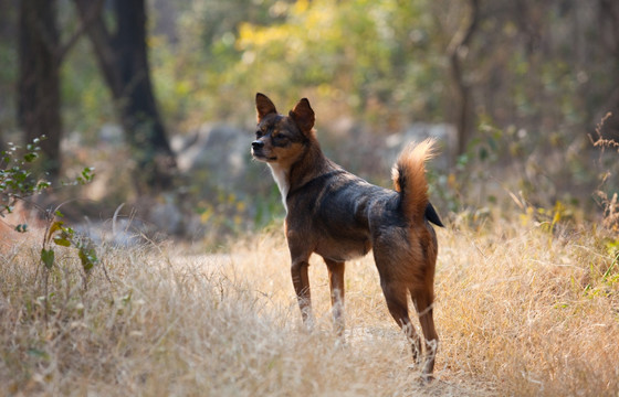 獵犬