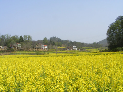 油菜田