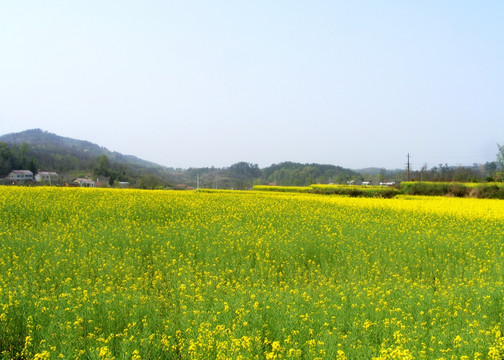 油菜花