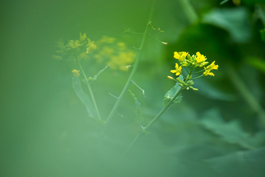 油菜花 花