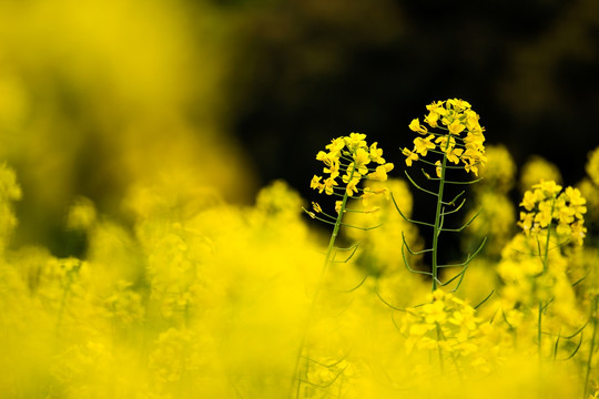 油菜花 黄色 花