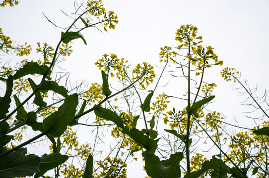 油菜花 黄色 花