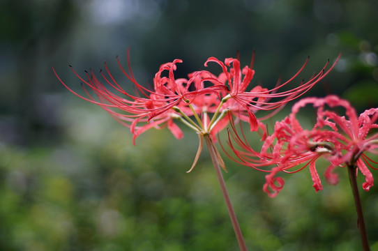 彼岸花 石蒜