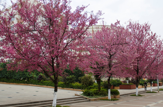 云南大学冬樱花