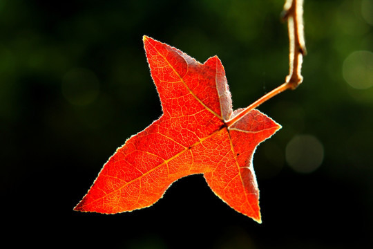 紅葉