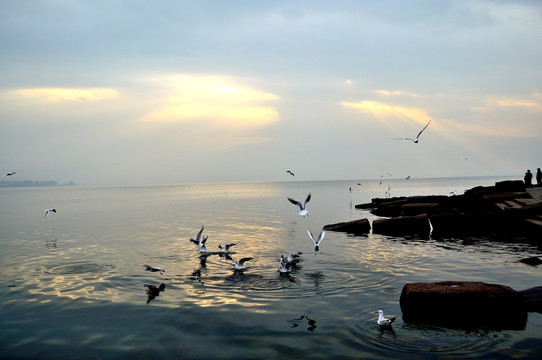 湖泊 海鸥