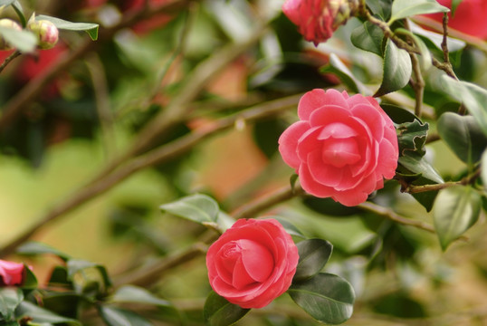 茶花 山茶花 山茶