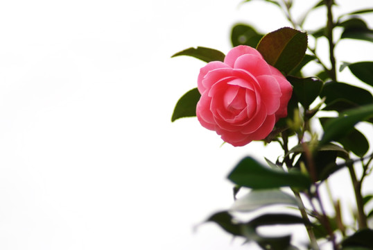 茶花 山茶花 山茶