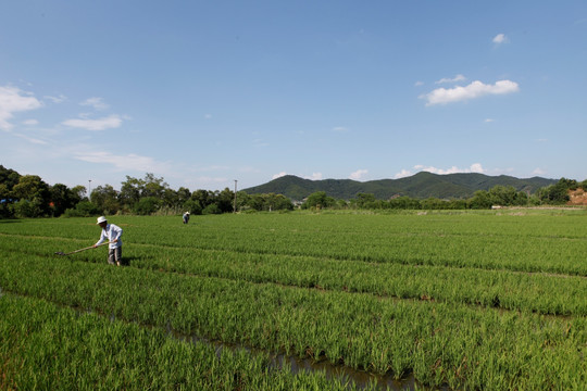 种植水稻 美丽的乡村田园