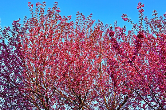 樱花