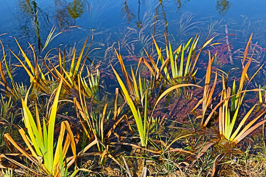 水草