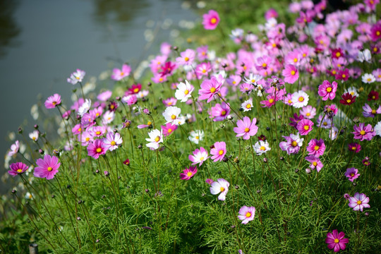 格桑花