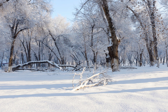 冬雪