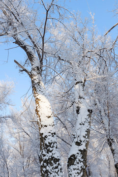 冬雪