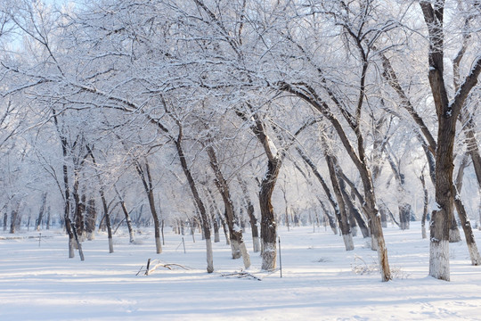 冬雪