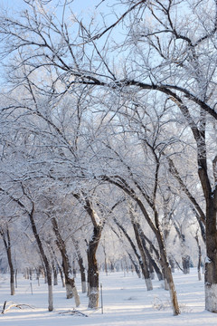 冬雪