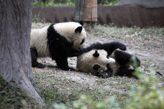 憨态可掬 温顺可爱的大熊猫