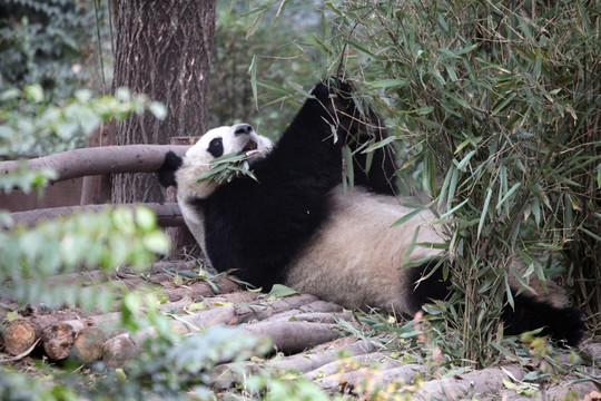 憨态可掬 温顺可爱的大熊猫