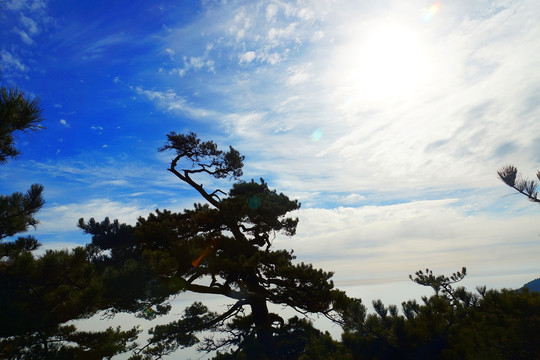 泰山古松树