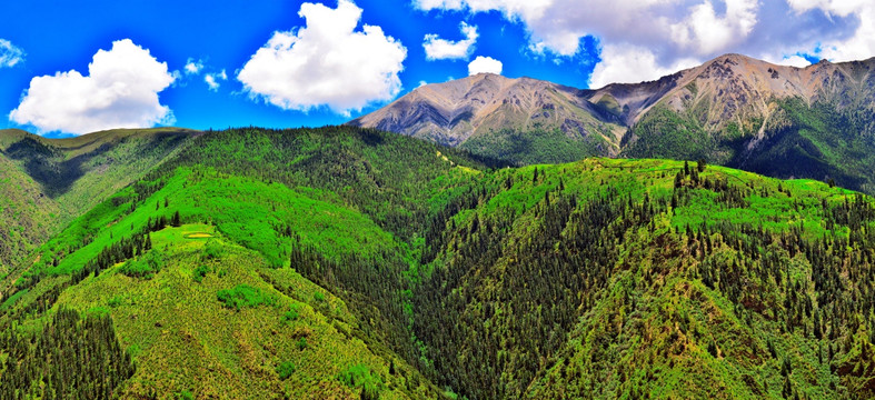 西藏高山松林牧草