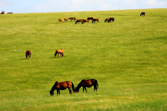 草原 牧场 马群 呼伦贝尔