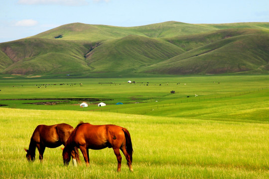 草原 马群 蒙古包