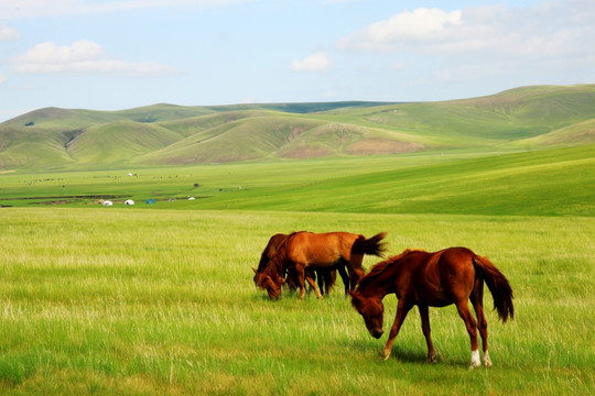 夏季草原上的马群