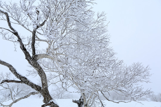 雪景