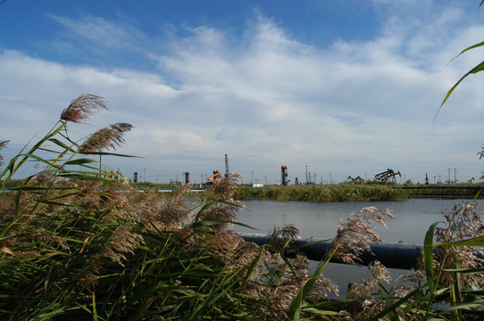 湿地 芦苇 油区