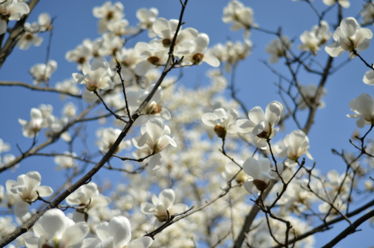 玉兰花