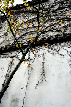 古围墙藤蔓与黄秋叶
