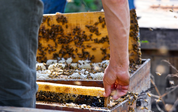 蜂箱 养蜂人