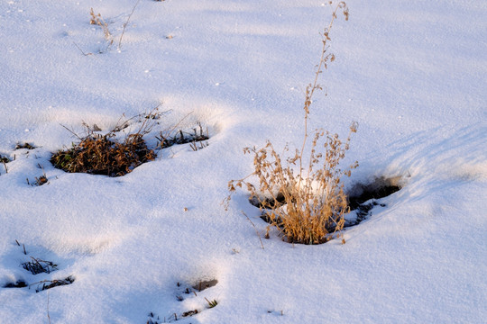 冬雪