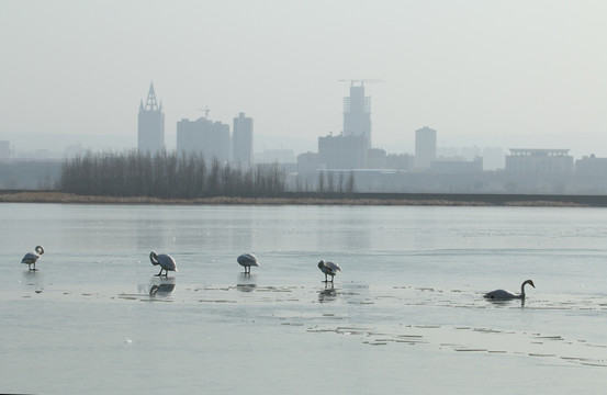 天鹅湖