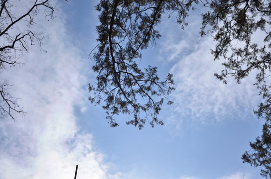 藍天白云 樹枝