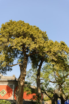 大觉寺古树松柏