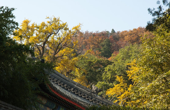 大觉寺山林秋色