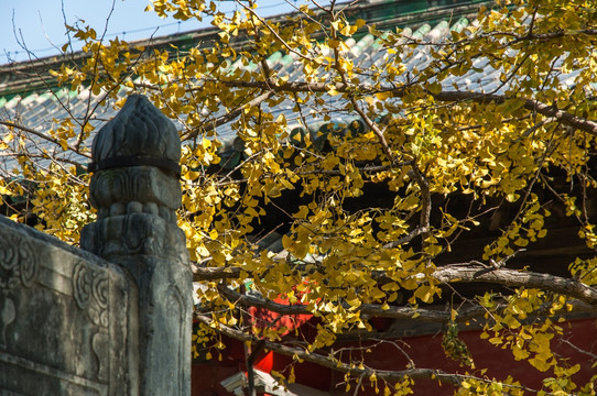 金秋大觉寺