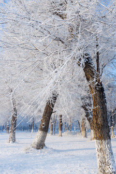 冬雪