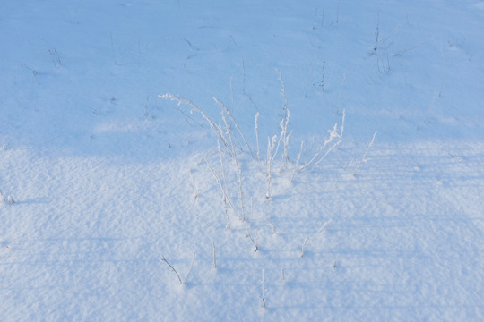 雪地